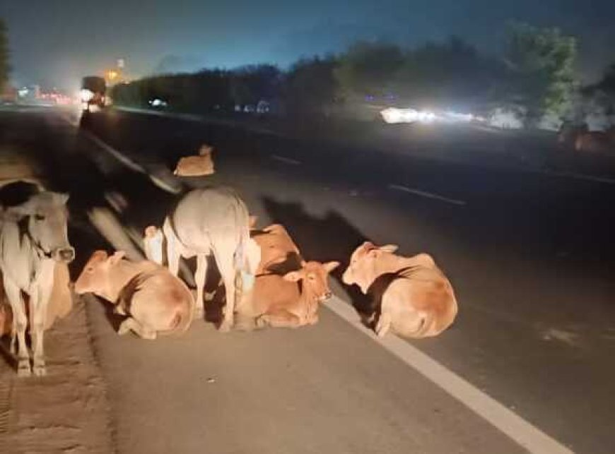 कोडार डेम के पास नेशनल हाईवे पर मवेशियों का जमावड़ा, हादसे के खतरे से वाहन चालक परेशान