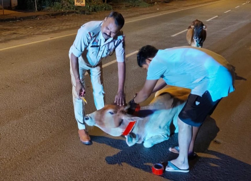 दशरंगपुर पुलिस ने सड़क पर बैठे मवेशियों के गले में बांधी रेडियम पट्टी, दुर्घटनाओं से बचाव का प्रयास