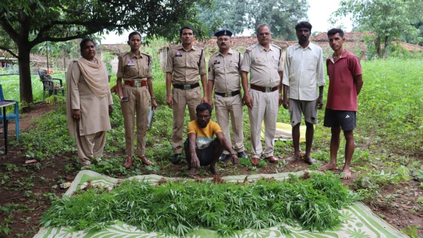 उजियारा अभियान के तहत कांकेर पुलिस की बड़ी कार्रवाई, अवैध गांजा खेती का आरोपी गिरफ्तार