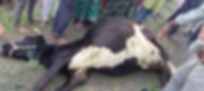छिंदवाड़ा-बालाघाट मार्ग पर बस ने गोवंश को मारी टक्कर, मौत के बाद ग्रामीणों में आक्रोश