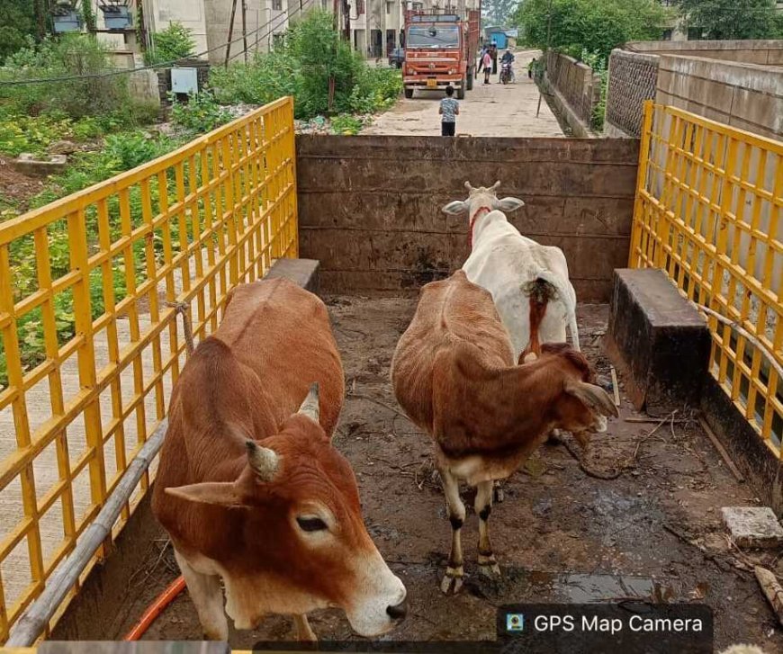 रायपुर में सड़कों से आवारा मवेशियों की धरपकड़, नगर निगम ने पशु मालिकों को दी चेतावनी