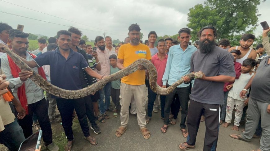हैदरपुर में 15 फीट लंबे अजगर से मचा हड़कंप, सियार का शिकार कर खेत में छिपा था विशालकाय सांप