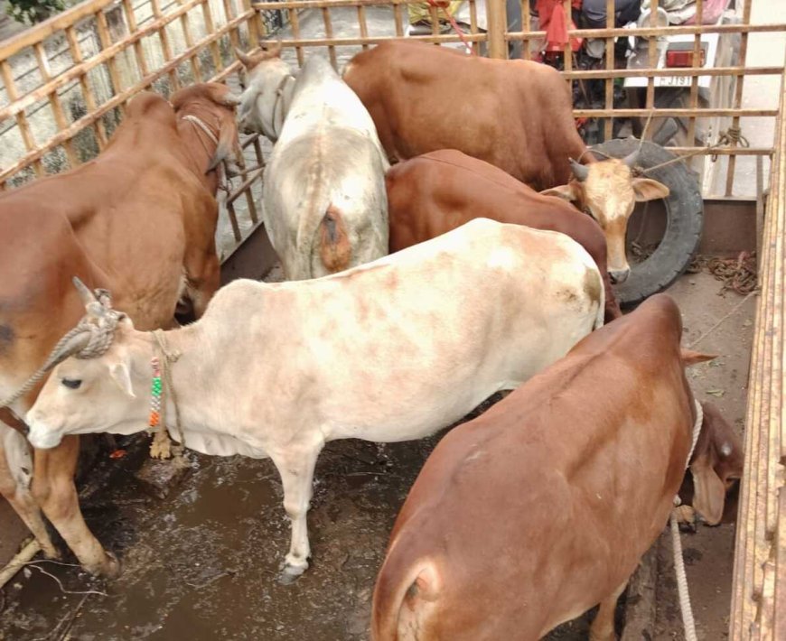 रायपुर में आवारा मवेशियों पर नगर निगम की लगातार कार्रवाई, सड़कों से की गई धरपकड़