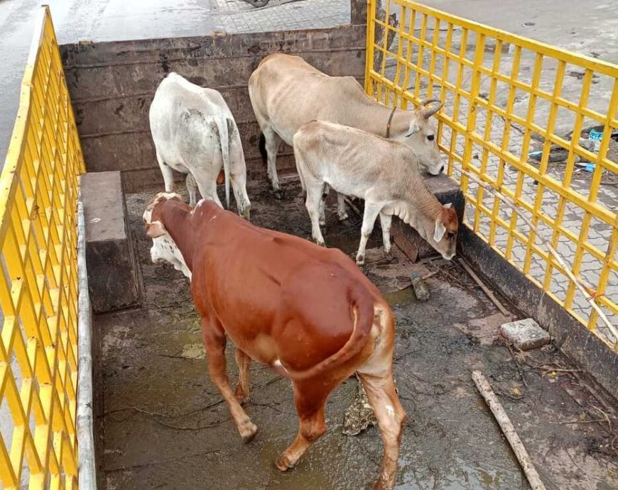 रायपुर में आवारा मवेशियों पर नगर निगम की सख्ती, सड़कों से लगातार धरपकड़ अभियान जारी