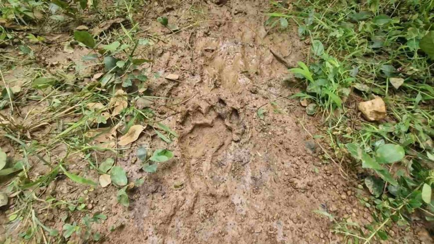 औंधी क्षेत्र में सड़क पर दिखा बाघ, गांवों में दहशत का माहौल; वन विभाग ने जारी किया अलर्ट