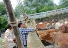 महापौर मीनल चौबे के निर्देश पर फुण्डहर गोधाम का निरीक्षण, गौवंश की सेवा के साथ भूमि समतलीकरण कार्य जारी