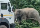 कटघोरा-अंबिकापुर मार्ग पर हाथी का तांडव, NH-130 पर घंटों थमा यातायात, वाहनों की लगी लंबी कतार