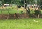 जैतपुरी के खेतों में तेंदुआ दिखने से दहशत, 4-5 बकरियों का शिकार करने का ग्रामीणों का दावा