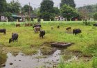 33.80 लाख की लागत से बना ग्रीन स्पेस गार्डन बदहाल, मवेशियों का बना अड्डा