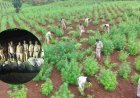 ड्रोन और 400 जवानों के साथ बड़वानी में ‘ऑपरेशन ग्रीन स्ट्राइक’, 5 खेतों से 23 क्विंटल से ज्यादा गांजा जब्त