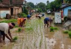 CG News: PMGSY सड़क की बदहाली से परेशान ग्रामीण, मरम्मत की मांग को लेकर सड़क पर की धान रोपाई