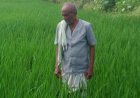 कवर्धा के किसान रामजी साहू की खेती को योजनाओं का सहारा, फसल विविधीकरण से मजबूत हुई आर्थिक स्थिति