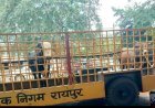 जनशिकायत मिलते ही रायपुर जोन 7 में 2 सांड पकड़े गए, निर्धारित गौठान भेजे
