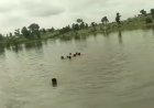 छतरपुर में तलैया में डूबने से युवक और किशोर की मौत