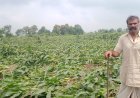 सागर के केसली में तेज आंधी-तूफान से मक्का की फसल चौपट, किसानों ने मुआवजे की मांग की