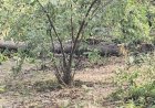 तारा कोल माइंस के विरोध में सरगुजा विकास संघर्ष समिति, प्रक्रिया रोकने और पेड़ों की कटाई पर रोक की मांग