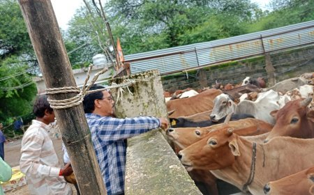 महापौर मीनल चौबे के निर्देश पर फुण्डहर गोधाम का निरीक्षण, गौवंश की सेवा के साथ भूमि समतलीकरण कार्य जारी