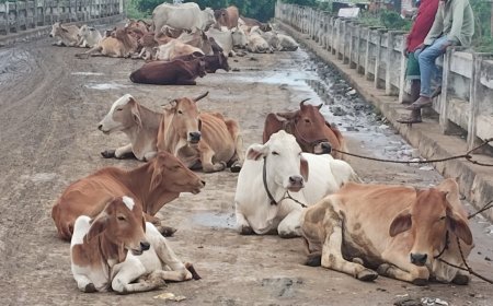 मवेशियों के जमावड़े से राहगीर परेशान, रात में धान की फसल रौंद रहे आवारा पशु; कांजी हाउस शुरू करने की मांग