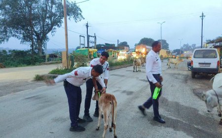 चिल्फी में सड़क पर घूम रहे गौवंशों को पहनाया गया रेडियम बेल्ट, हादसों की रोकथाम के लिए पुलिस की पहल