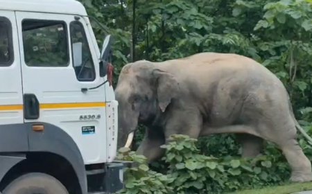कटघोरा-अंबिकापुर मार्ग पर हाथी का तांडव, NH-130 पर घंटों थमा यातायात, वाहनों की लगी लंबी कतार