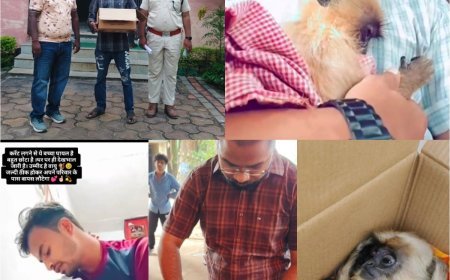 Kawardha News : करंट की चपेट में घायल नन्हे बंदर ‘वायु’ को बेहतर इलाज के लिए कानन पेंडारी भेजा गया