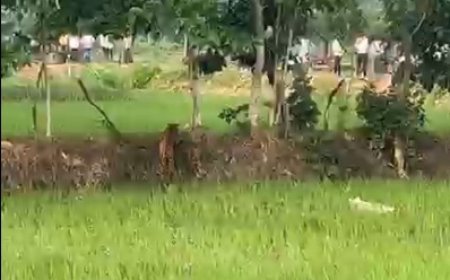 जैतपुरी के खेतों में तेंदुआ दिखने से दहशत, 4-5 बकरियों का शिकार करने का ग्रामीणों का दावा