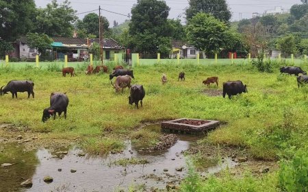 33.80 लाख की लागत से बना ग्रीन स्पेस गार्डन बदहाल, मवेशियों का बना अड्डा
