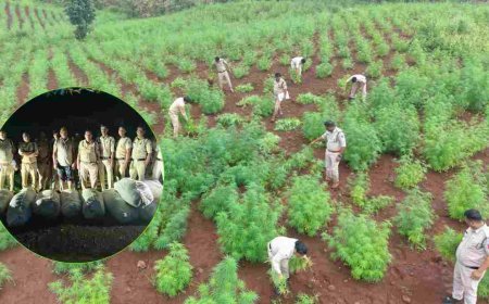 ड्रोन और 400 जवानों के साथ बड़वानी में ‘ऑपरेशन ग्रीन स्ट्राइक’, 5 खेतों से 23 क्विंटल से ज्यादा गांजा जब्त