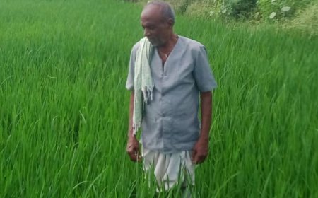 कवर्धा के किसान रामजी साहू की खेती को योजनाओं का सहारा, फसल विविधीकरण से मजबूत हुई आर्थिक स्थिति