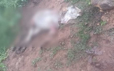 कोरिया में 12 हाथियों के दल का उत्पात, मकान और फसलों को नुकसान, एक बैल की मौत