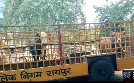 जनशिकायत मिलते ही रायपुर जोन 7 में 2 सांड पकड़े गए, निर्धारित गौठान भेजे