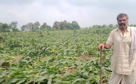 सागर के केसली में तेज आंधी-तूफान से मक्का की फसल चौपट, किसानों ने मुआवजे की मांग की