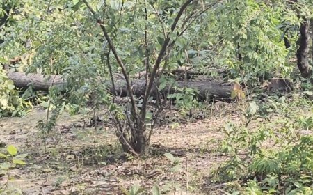 तारा कोल माइंस के विरोध में सरगुजा विकास संघर्ष समिति, प्रक्रिया रोकने और पेड़ों की कटाई पर रोक की मांग