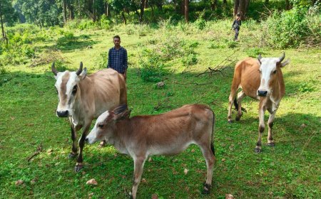 सेवा संकल्प अभियान: उन्नत नस्ल की गाय से ओम प्रकाश की बढ़ी अतिरिक्त आय