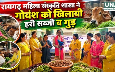 रायगढ़ में मारवाड़ी युवा मंच संस्कृति शाखा ने गोवंश को खिलाई हरी सब्जियां और गुड़