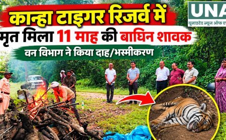 कान्हा टाइगर रिजर्व में 11 माह की बाघिन शावक मृत मिली, आपसी संघर्ष की आशंका