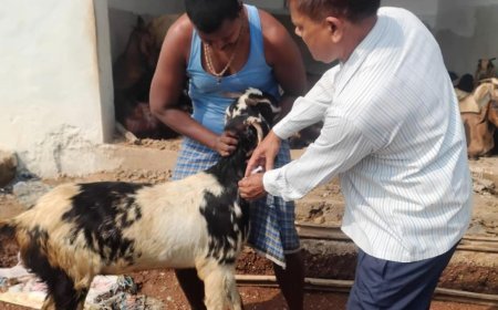 सेवा संकल्प अभियान के तहत राधामाधव गौशाला में 270 पशुधन का स्वास्थ्य परीक्षण