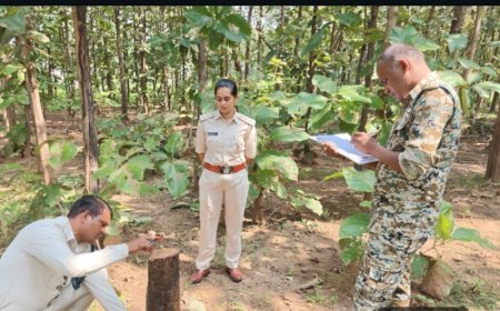 सरकारी सागौन प्लांटेशन से 21 पेड़ों की अवैध कटाई, वन विभाग ने आरोपी पर दर्ज किया मामला