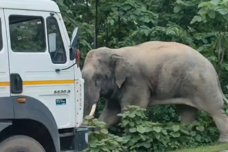 कटघोरा-अंबिकापुर मार्ग पर हाथी का तांडव, NH-130 पर घंटों थमा यातायात, वाहनों की लगी लंबी कतार