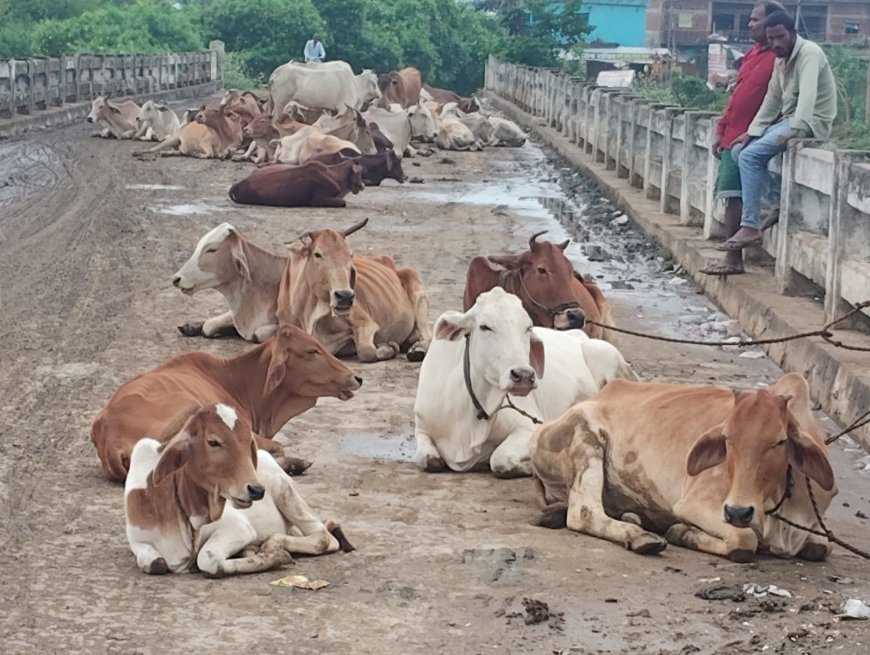 मवेशियों के जमावड़े से राहगीर परेशान, रात में धान की फसल रौंद रहे आवारा पशु; कांजी हाउस शुरू करने की मांग