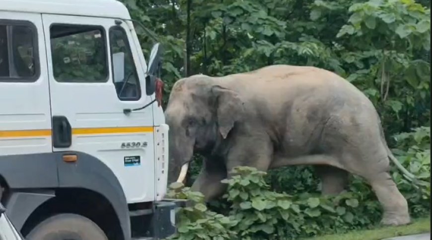 कटघोरा-अंबिकापुर मार्ग पर हाथी का तांडव, NH-130 पर घंटों थमा यातायात, वाहनों की लगी लंबी कतार
