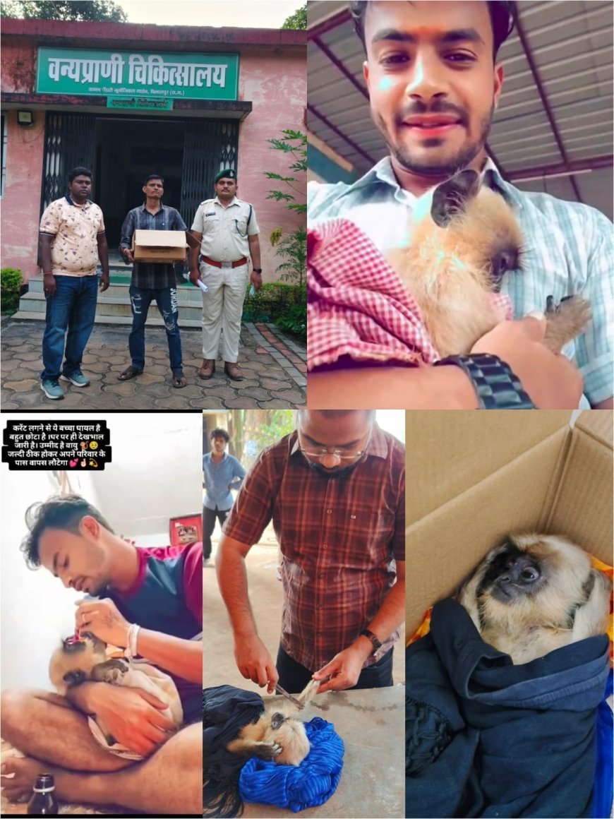 Kawardha News : करंट की चपेट में घायल नन्हे बंदर ‘वायु’ को बेहतर इलाज के लिए कानन पेंडारी भेजा गया