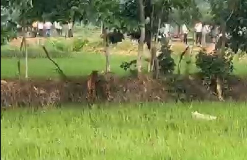 जैतपुरी के खेतों में तेंदुआ दिखने से दहशत, 4-5 बकरियों का शिकार करने का ग्रामीणों का दावा