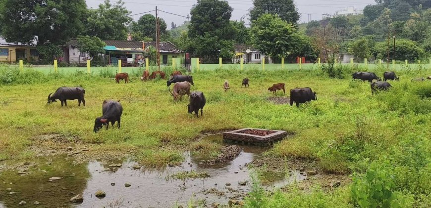 33.80 लाख की लागत से बना ग्रीन स्पेस गार्डन बदहाल, मवेशियों का बना अड्डा