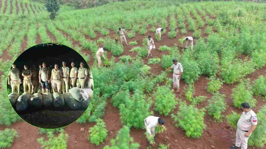 ड्रोन और 400 जवानों के साथ बड़वानी में ‘ऑपरेशन ग्रीन स्ट्राइक’, 5 खेतों से 23 क्विंटल से ज्यादा गांजा जब्त