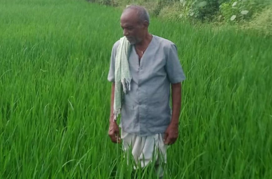 कवर्धा के किसान रामजी साहू की खेती को योजनाओं का सहारा, फसल विविधीकरण से मजबूत हुई आर्थिक स्थिति