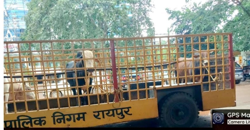 जनशिकायत मिलते ही रायपुर जोन 7 में 2 सांड पकड़े गए, निर्धारित गौठान भेजे