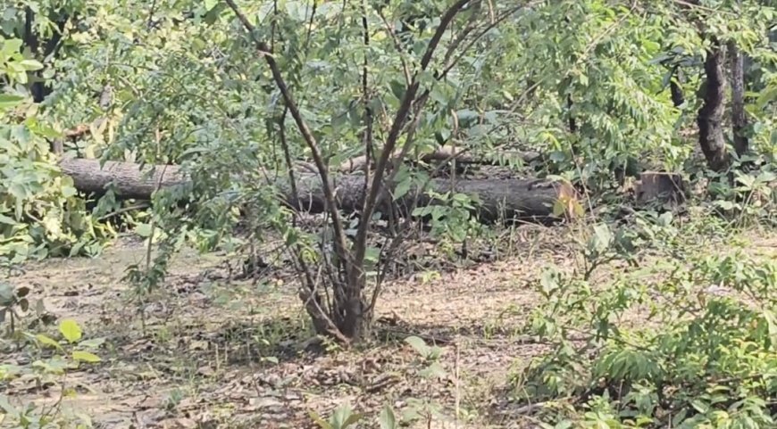 तारा कोल माइंस के विरोध में सरगुजा विकास संघर्ष समिति, प्रक्रिया रोकने और पेड़ों की कटाई पर रोक की मांग