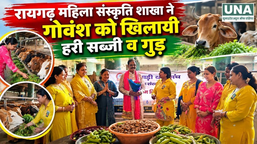 रायगढ़ में मारवाड़ी युवा मंच संस्कृति शाखा ने गोवंश को खिलाई हरी सब्जियां और गुड़