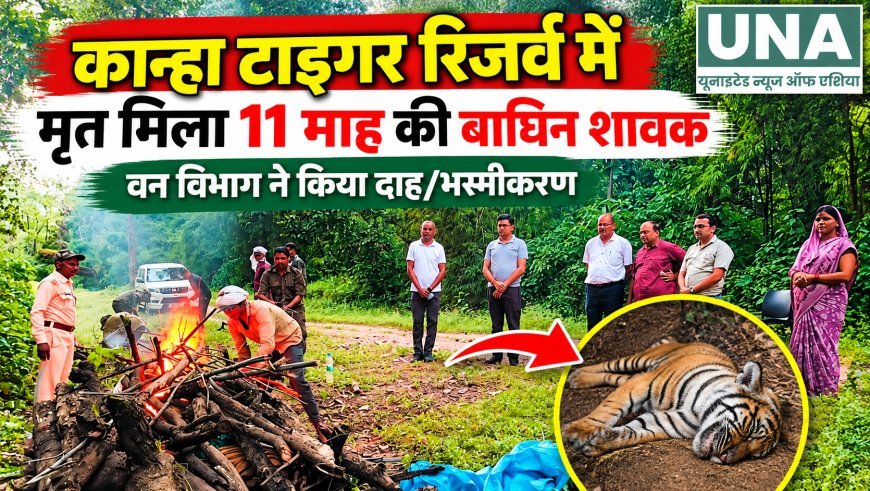 कान्हा टाइगर रिजर्व में 11 माह की बाघिन शावक मृत मिली, आपसी संघर्ष की आशंका